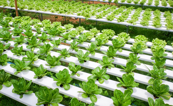 Sistemas Hidropónicos y Cultivos sin Suelo